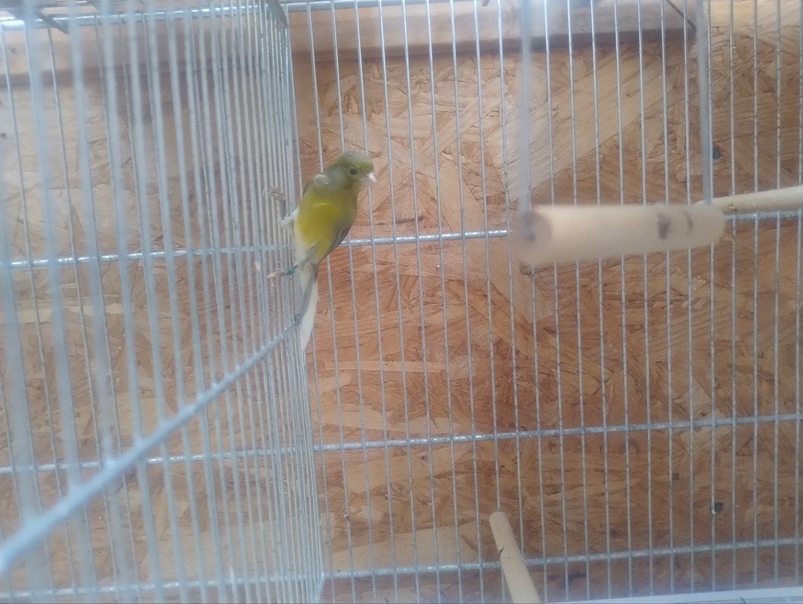Canary Raza 2026, Animaux & Accessoires, Mâle, Canari de posture