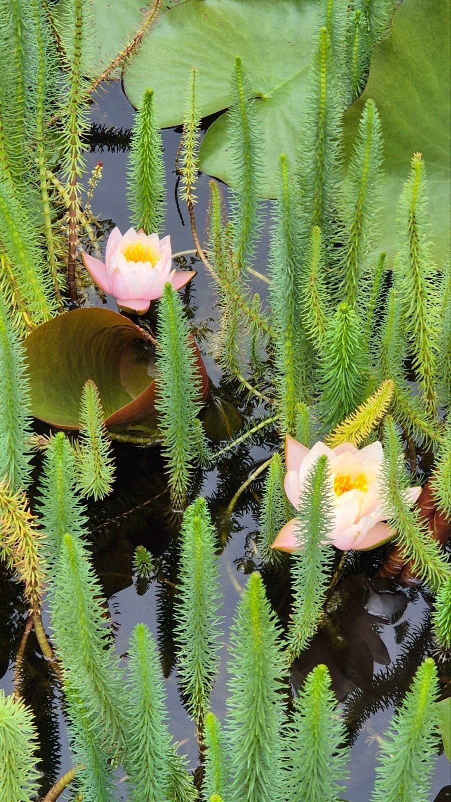 Waterlelies en scheuten, Tuin en Terras, Vijvers, Ophalen