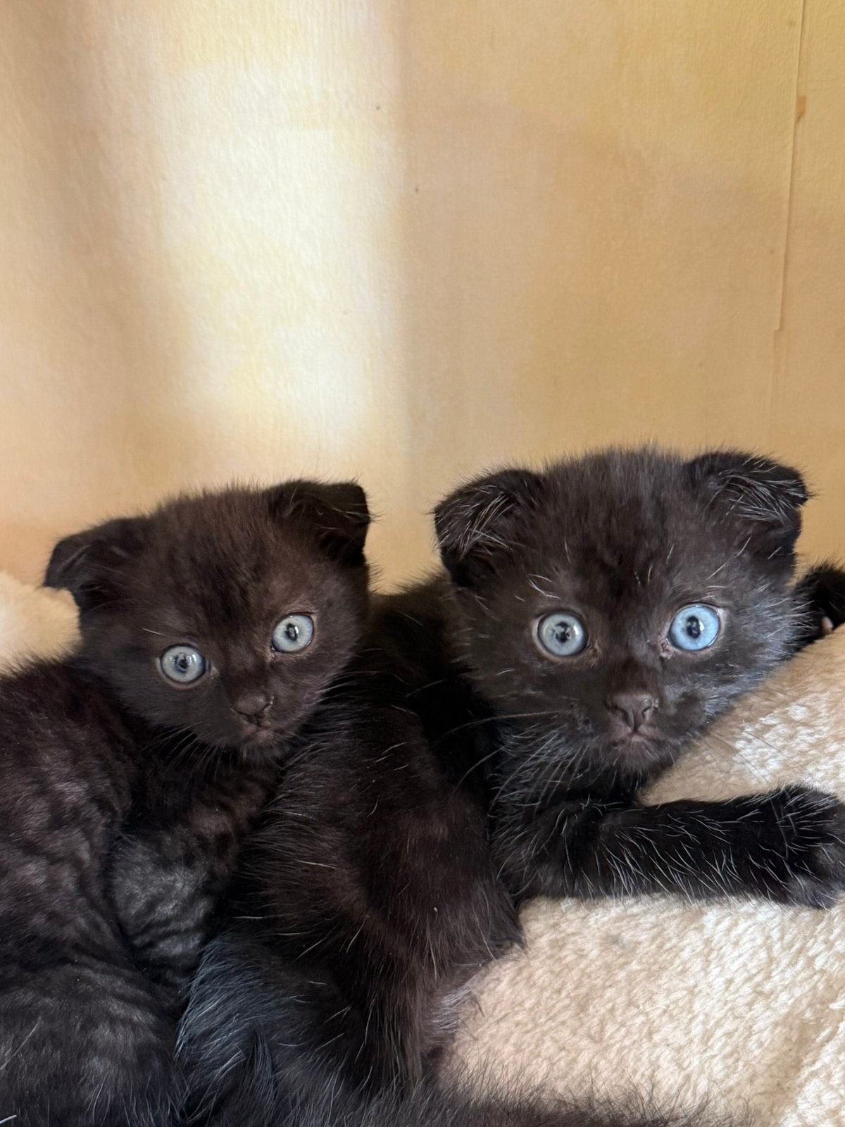 Prachtige zwarte kitten van het type Scottish Fold, Plusieurs animaux, Avec puce électronique, 0 à 2 ans