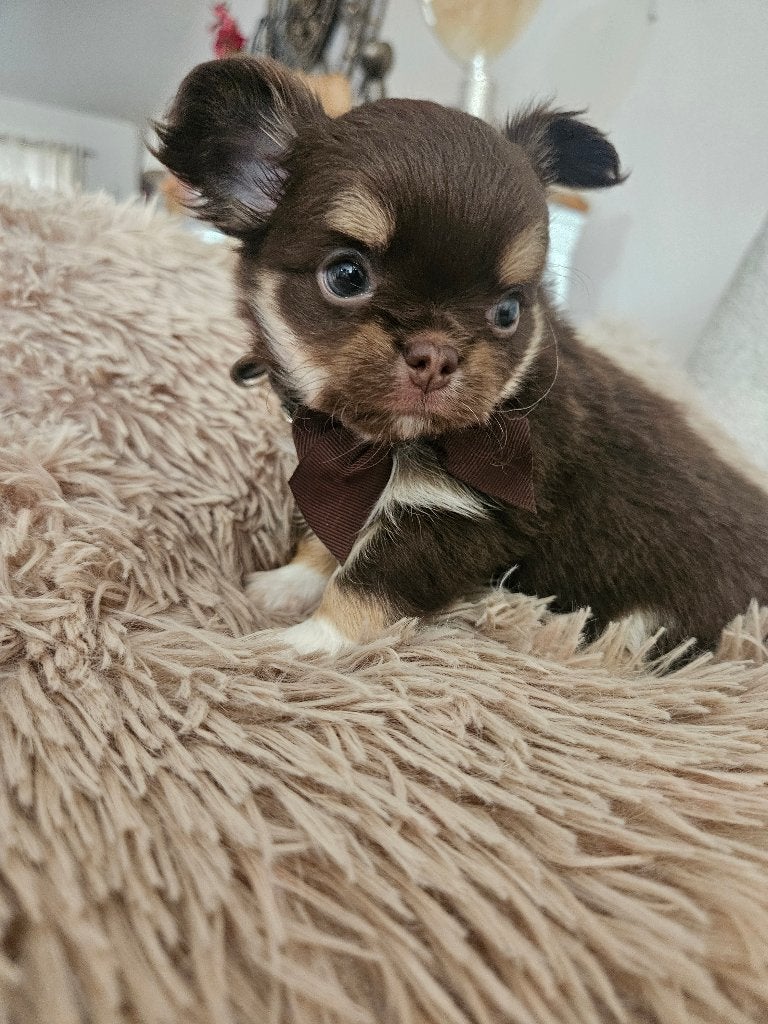 Chihuahua reutje, Chien (mâle), Belgique, 8 à 15 semaines, Éleveur | Loisir