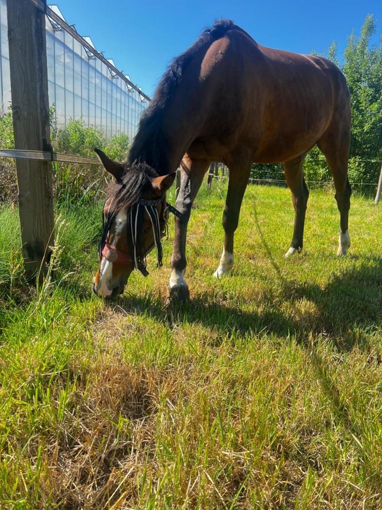 Lieve ruin 2019, Dieren en Toebehoren, Paarden, Ruin, 160 tot 165 cm, 7 tot 10 jaar, Recreatiepaard, Met stamboom, Gechipt, Ontwormd
