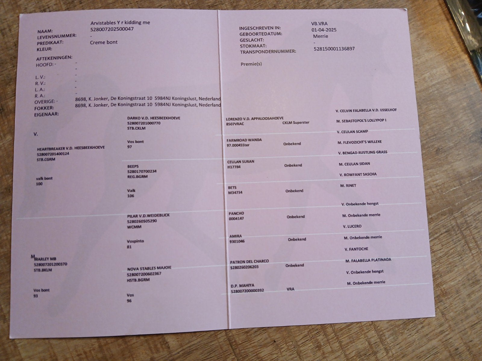 2 x nmprs ponys merrie en ruin, Dieren en Toebehoren, Pony's, Merrie