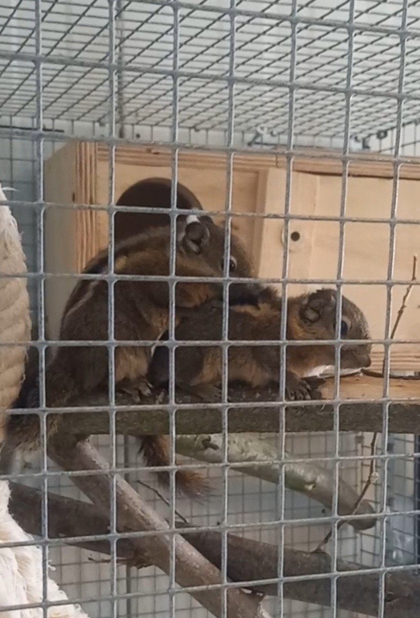 Écureuil tamias couple repro, Dieren en Toebehoren, Overige Dieren, April, Meerdere dieren