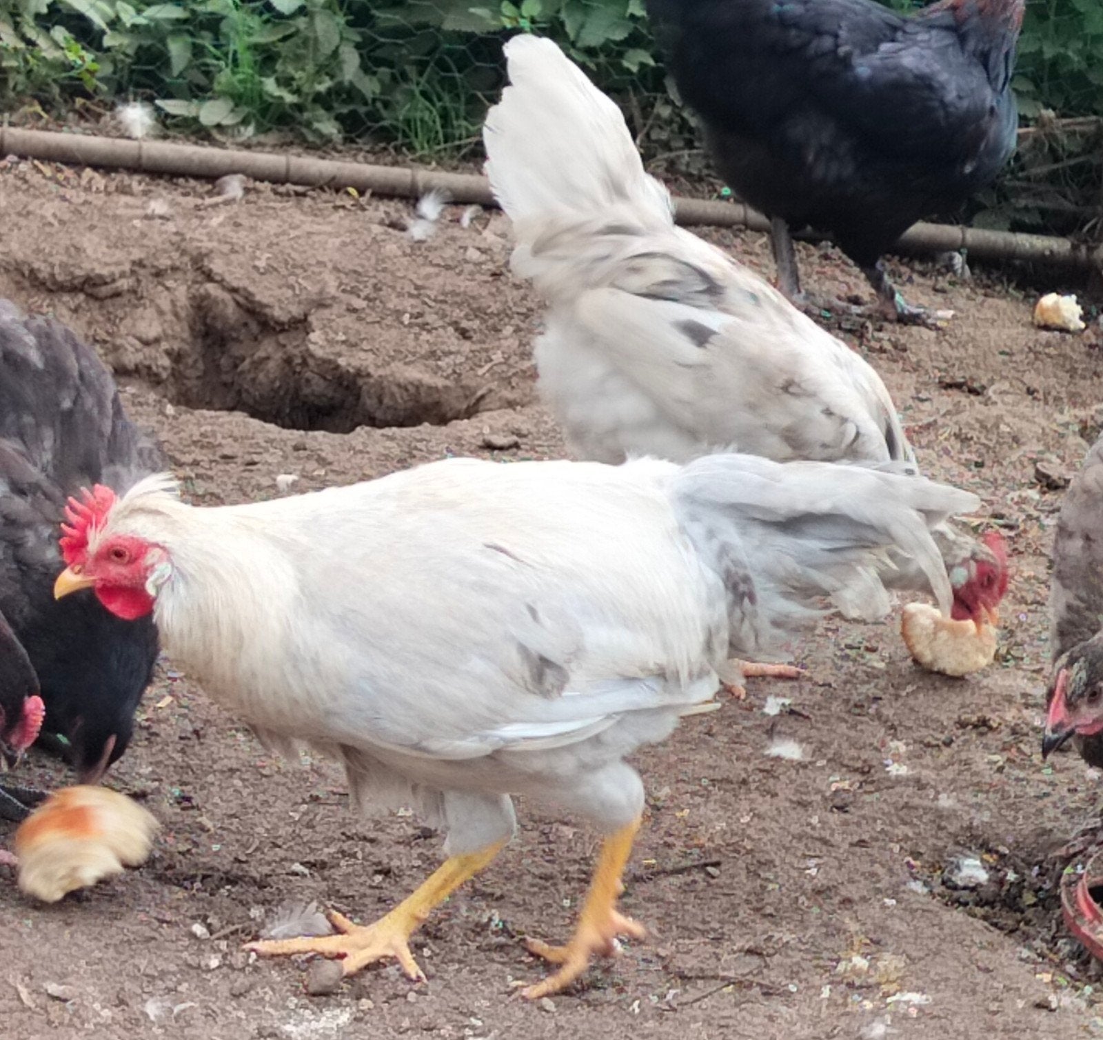 opal legbar hanen, Dieren en Toebehoren