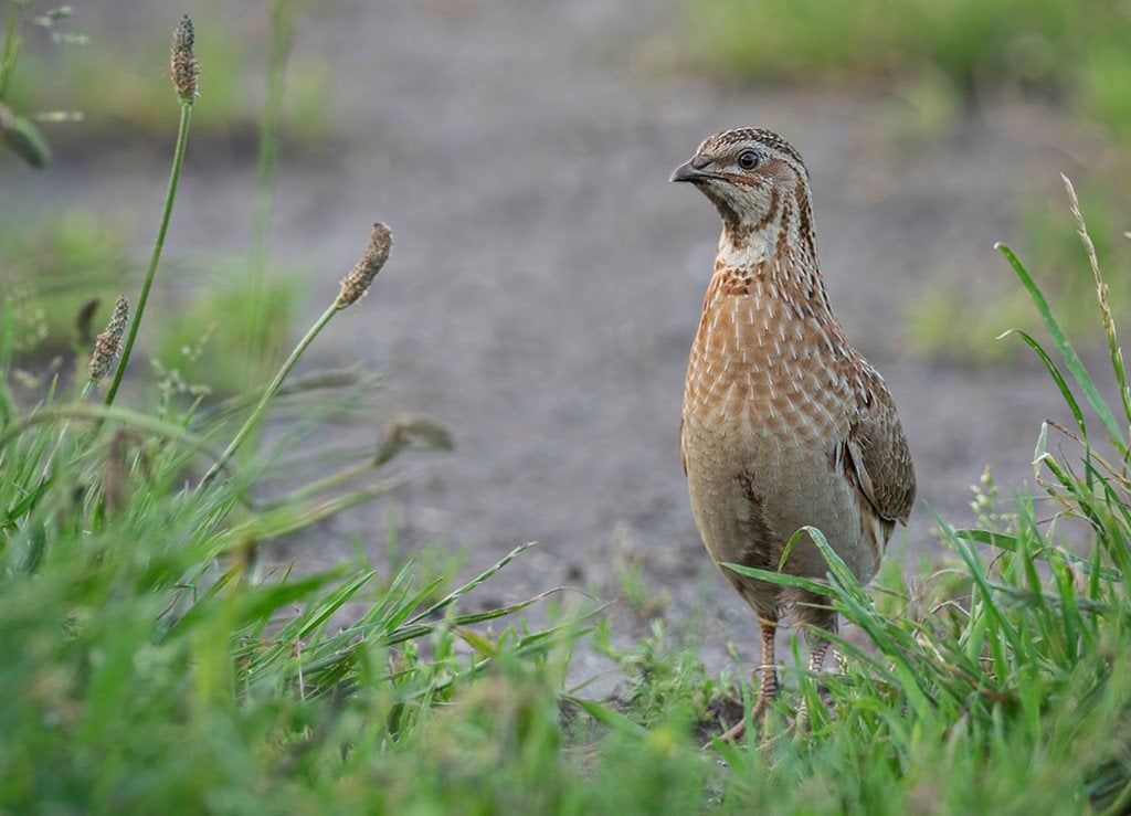 europese kwartel, Meerdere dieren, Geringd