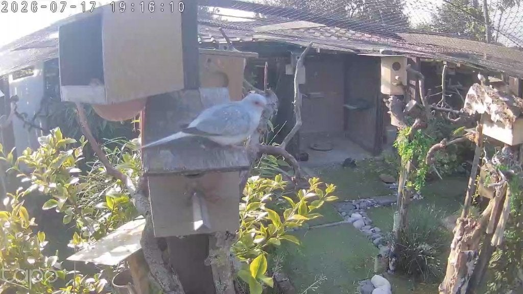 Vogels, Dieren en Toebehoren, Ophalen, Nieuw, Overige typen