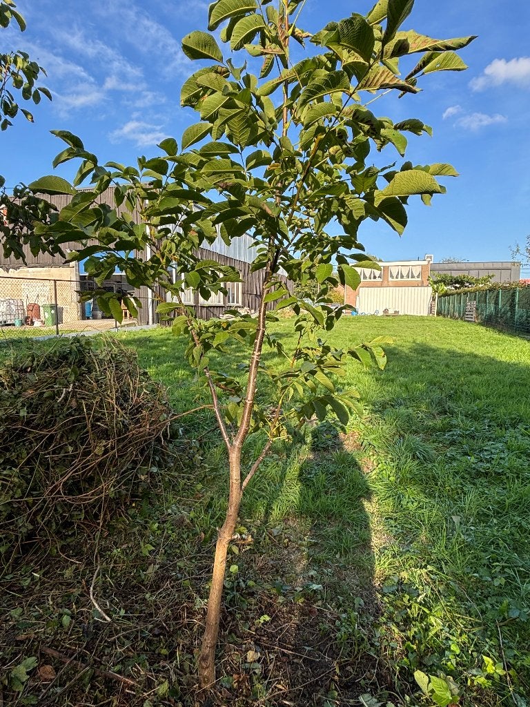 Notelaar Juglans regia, Tuin en Terras, Ophalen, Halfschaduw, Overige soorten, 100 tot 250 cm