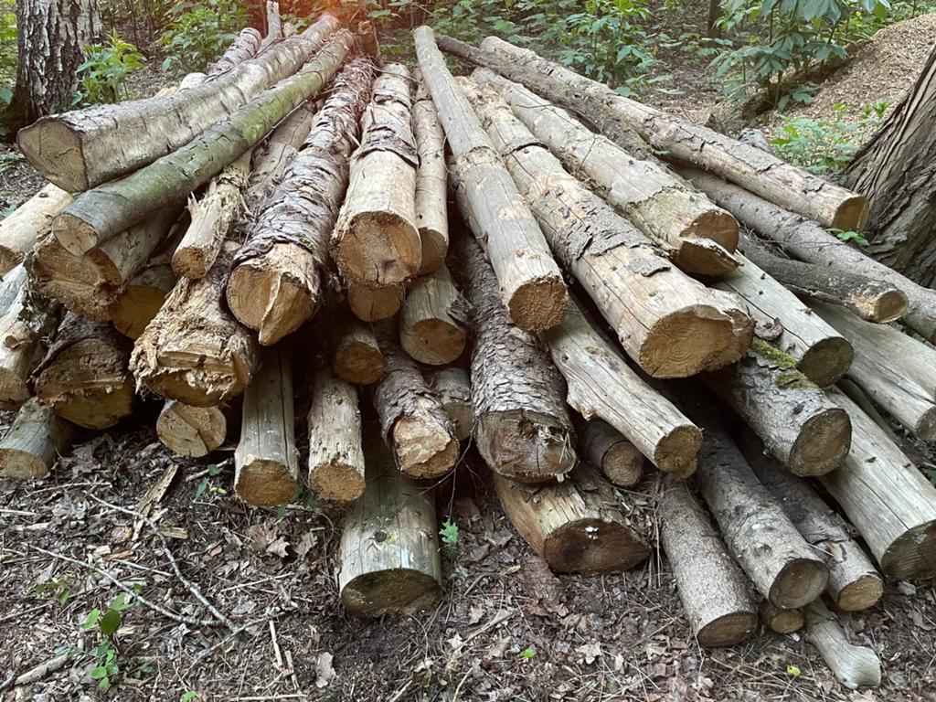 Stookhout, Tuin en Terras, Brandhout, 3 tot 6 m³, Ophalen, Overige houtsoorten, Stammen