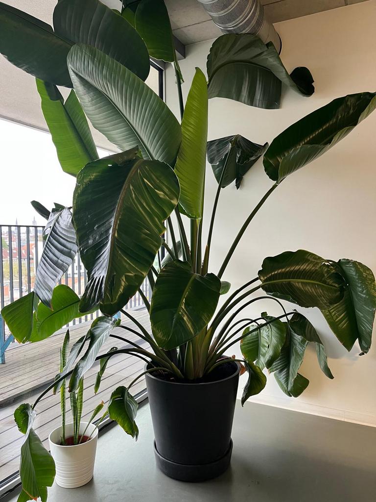 Zeer grote Strelitzia nicolai met ecopot, Ophalen