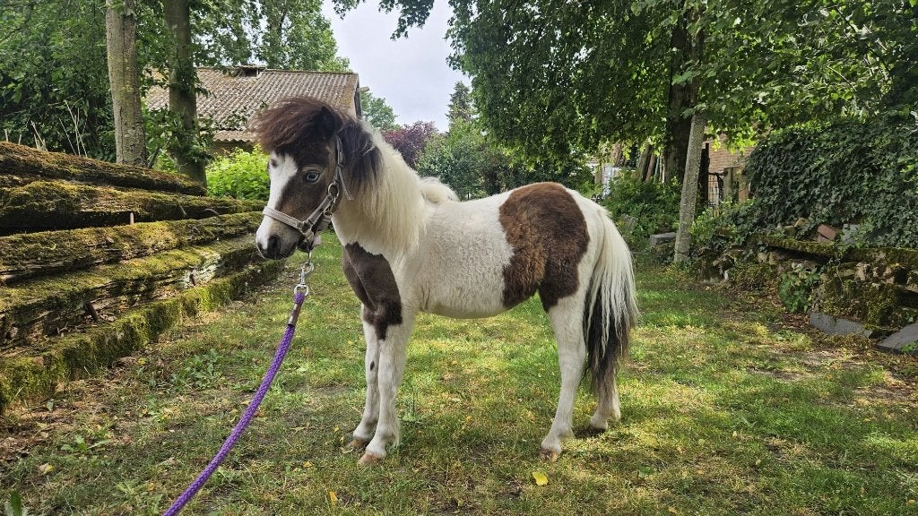 Valkbonte merrie, Dieren en Toebehoren, Merrie, Niet van toepassing, A pony (tot 1.17m), Gechipt