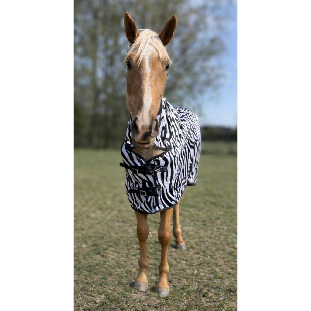 Zangersheide palomino merrie 4 jaar, Merrie
