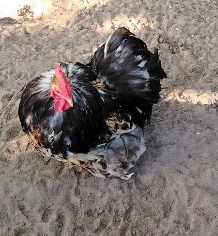 Sierhaantjes, Dieren en Toebehoren, Vogels | Overige Vogels
