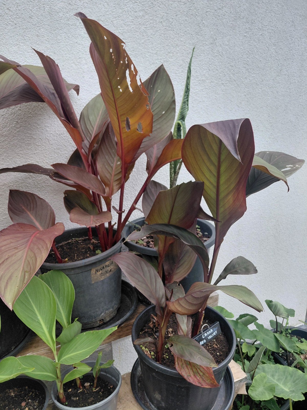 Canna Mussafolia Rubra, Ophalen
