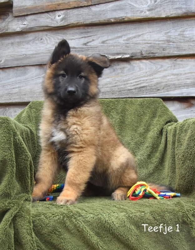 Prachtige Tervurense Herder pup, Dieren en Toebehoren, Parvo, België, 8 tot 15 weken, Meerdere