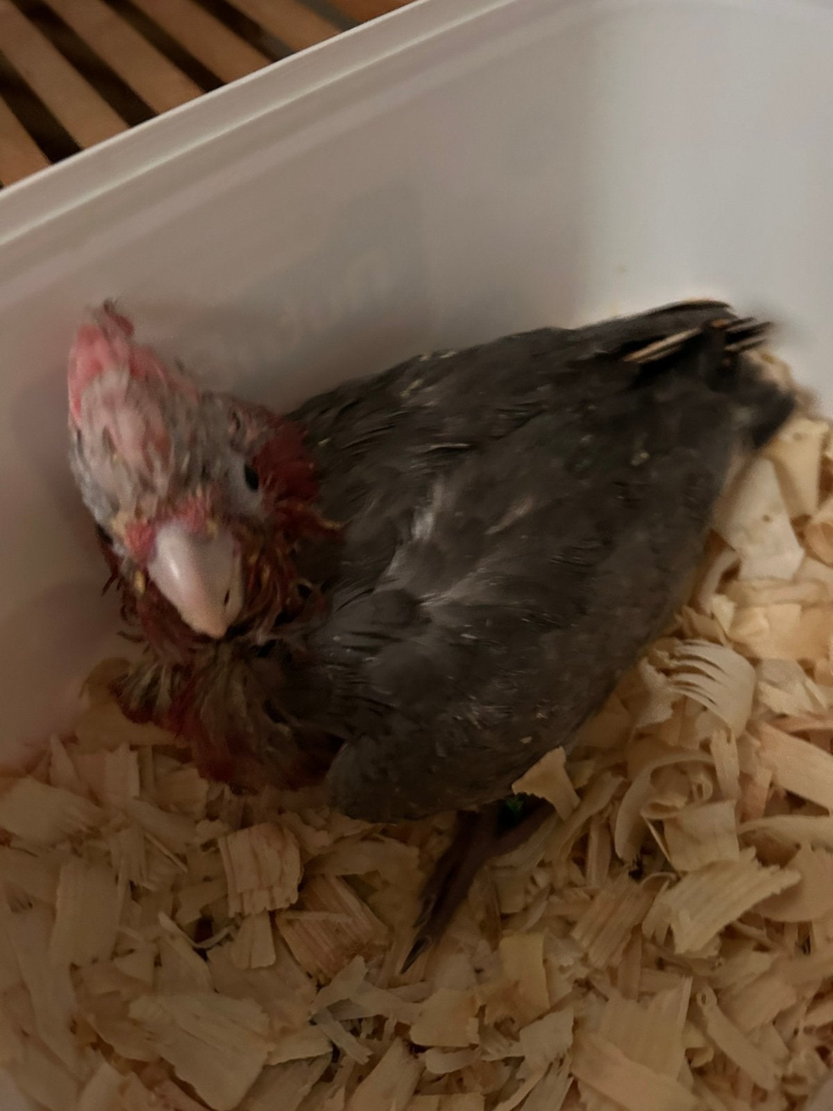 Rose kaketoe en Halsbandparkiet, Geslacht onbekend, Papegaai, Geringd