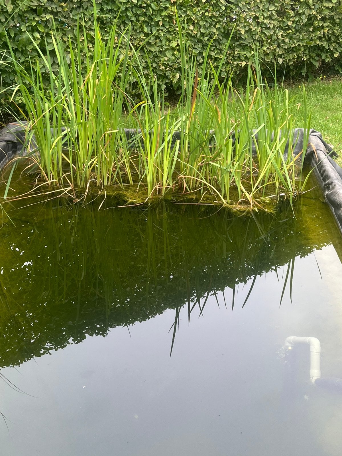Gele lissen, Tuin en Terras, Ophalen, Zo goed als nieuw