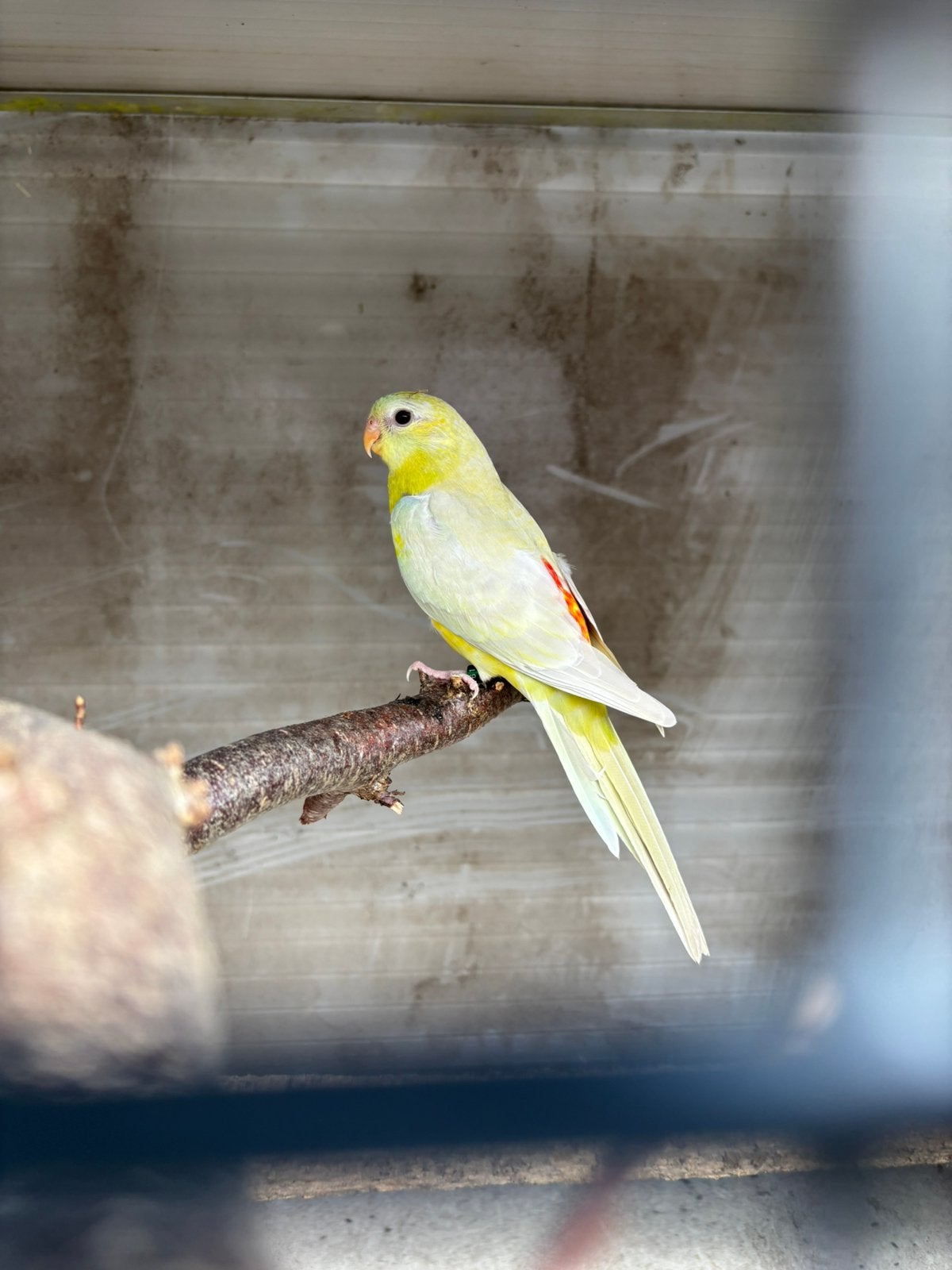 Jonge roodruggen, Dieren en Toebehoren, Vogels | Parkieten en Papegaaien