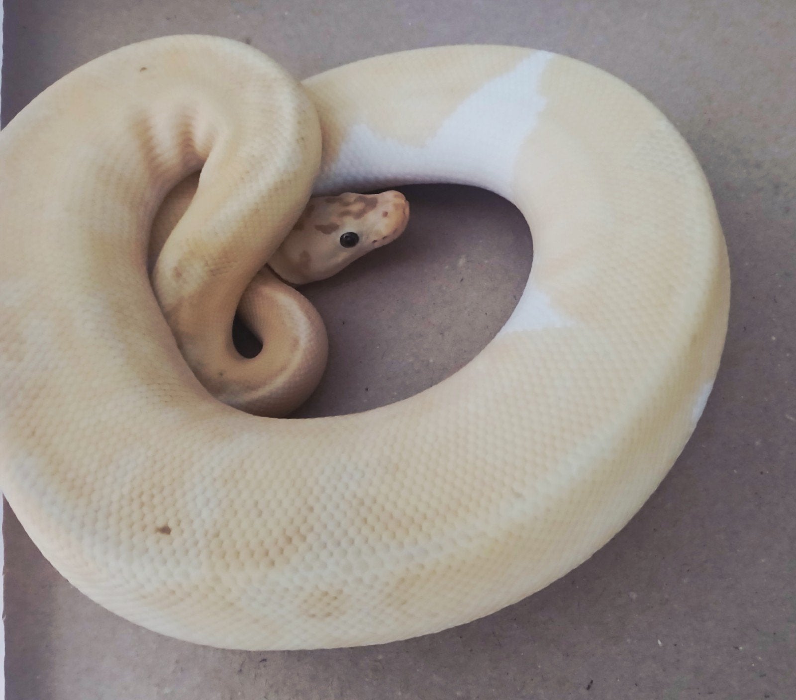 1.0 Python regius Enchi Pastel Banana Clown Piebald (RTB) Ball Python - male for sale from Jonas Sanders