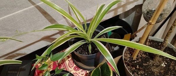 Bouture plantes araignées avec pot, Jardin & Terrasse, Enlèvement ou Envoi