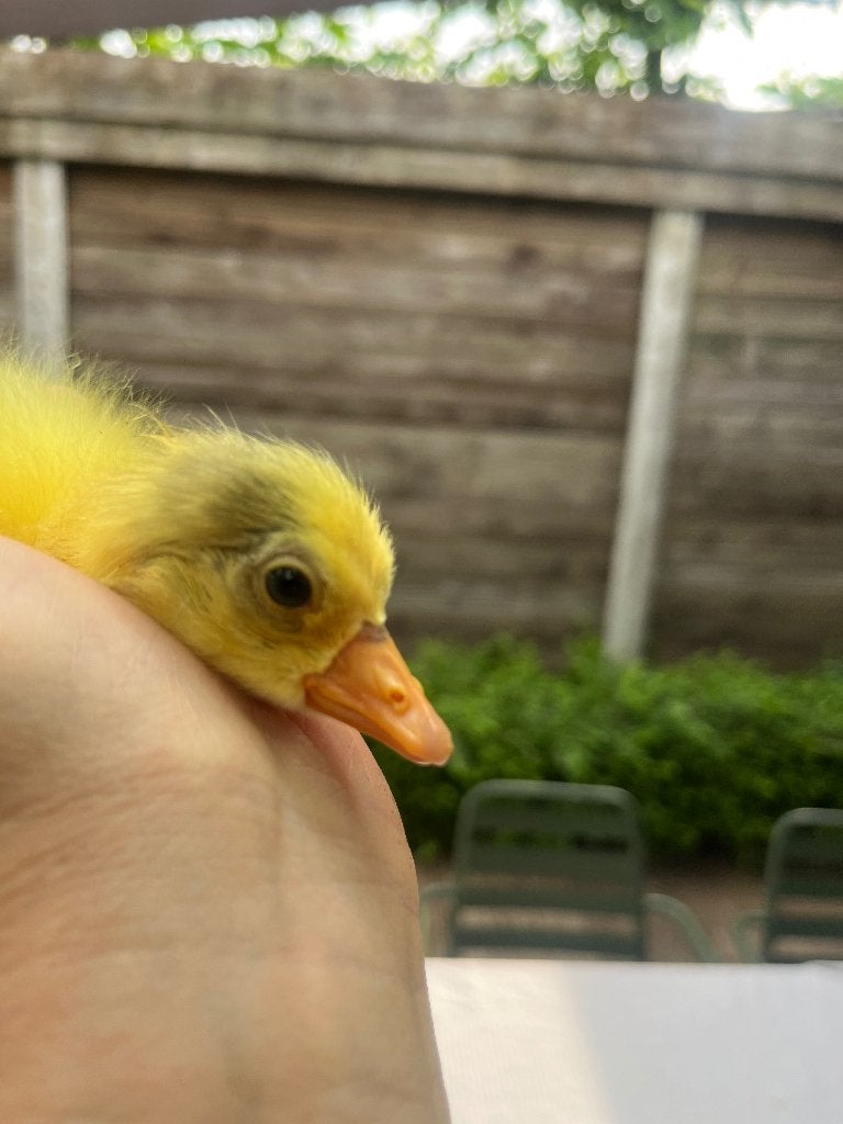 Gans, Dieren en Toebehoren, Pluimvee, Geslacht onbekend, Gans of Zwaan