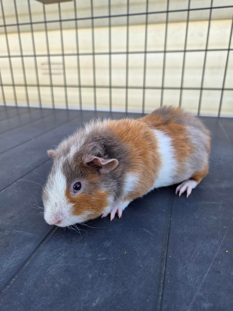 US teddy beertje - slate goud wit, Mâle, Février, Domestique, Cobaye