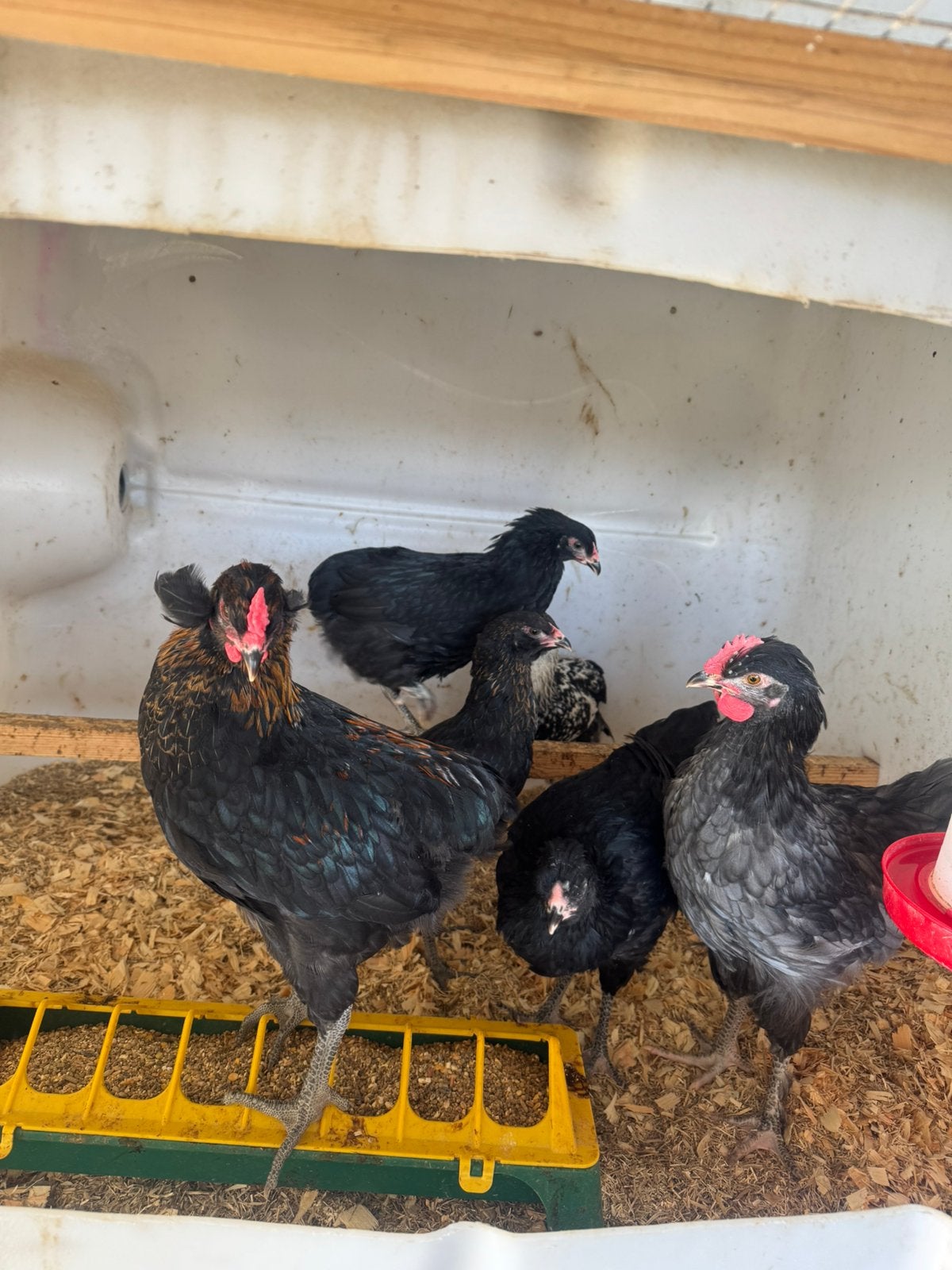 Araucana/marans kruising, Dieren en Toebehoren, Pluimvee