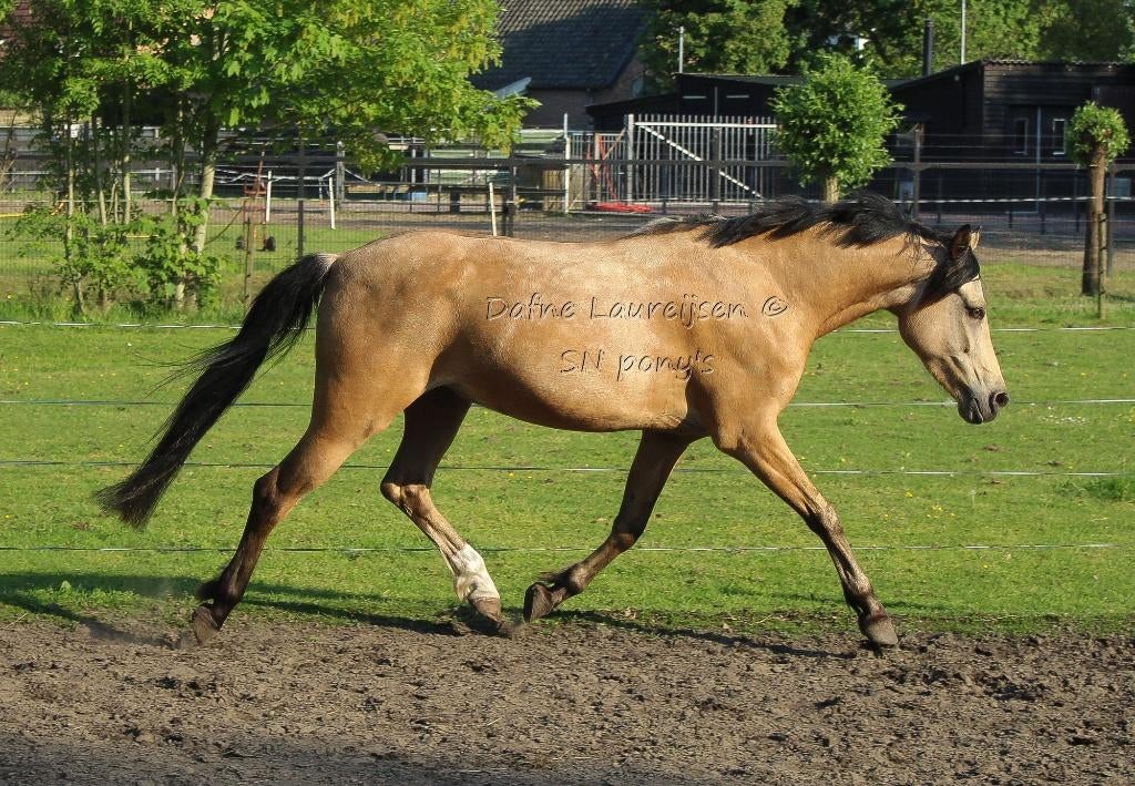 Super lieve 5 jarige D pony ruin 🩵🩵, Animaux & Accessoires, Poneys, Hongre, B, Poney D (1.37 m à 1.48m), 3 à 6 ans, Avec pedigree
