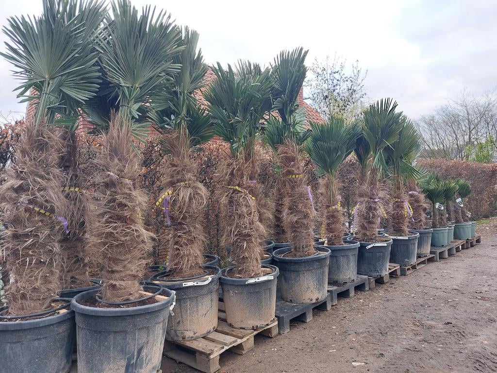 Palmbomen Trachycarpus fortunei/Trachycarpus wagnerianus, Tuin en Terras, Planten | Bomen, Ophalen