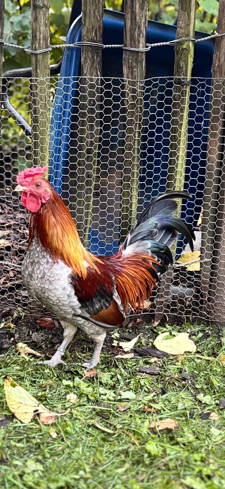 Waasse kriel hanen, Dieren en Toebehoren