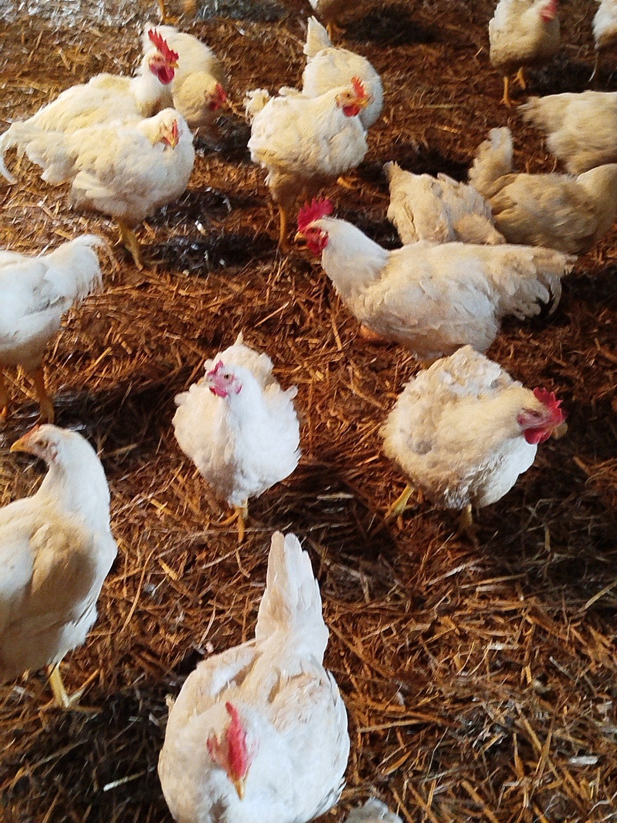 Vetkippen, Dieren en Toebehoren, Pluimvee