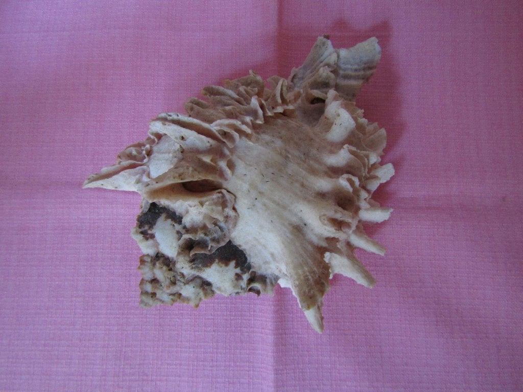 Schitterende gastropode „Chicoreus” schelp, Verzamelen, Ophalen of Verzenden, Schelp(en)
