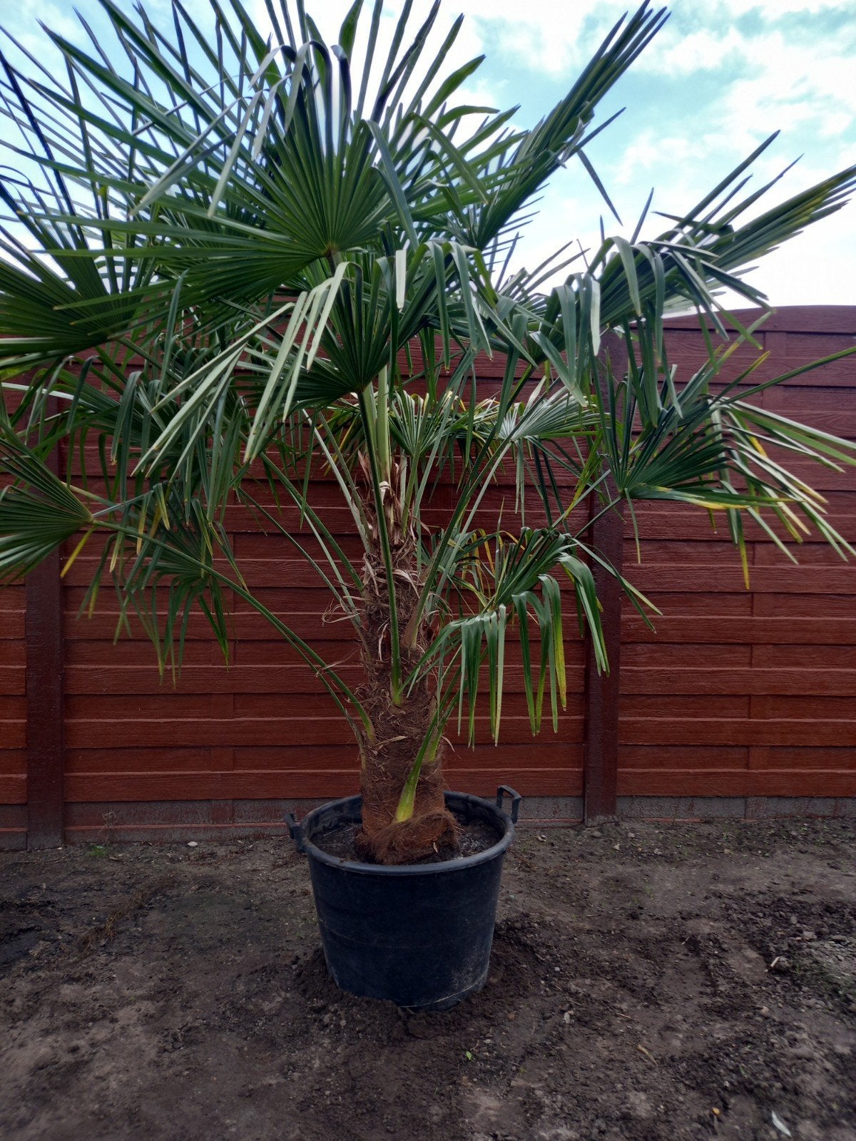 STOCKVERKOOP: wintervaste palmen, Jardin & Terrasse, Plantes | Arbres, Enlèvement, Été