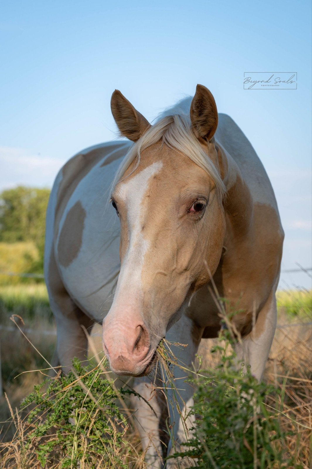 jument à champagne dorée, Animaux & Accessoires, Avec pedigree, Poney western, Non dressé, Poney E (1.48 m - 1.57m)