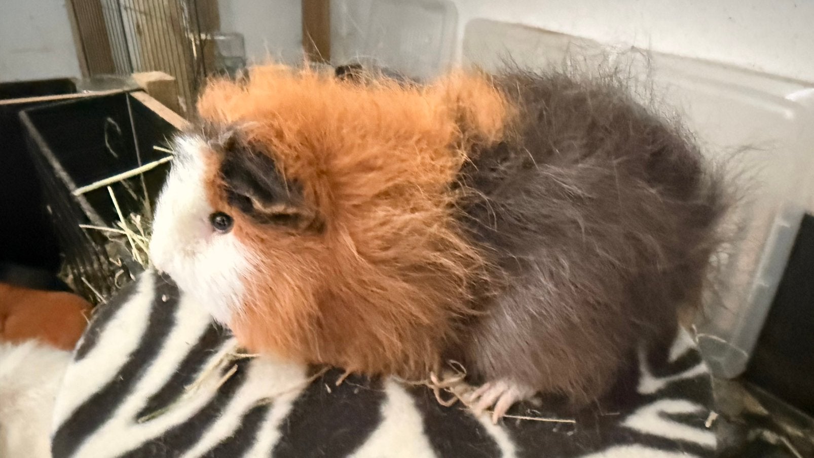 Cavia, mannelijke cavia Ch Teddy goud en witte chocolade, Ophalen, Cavia
