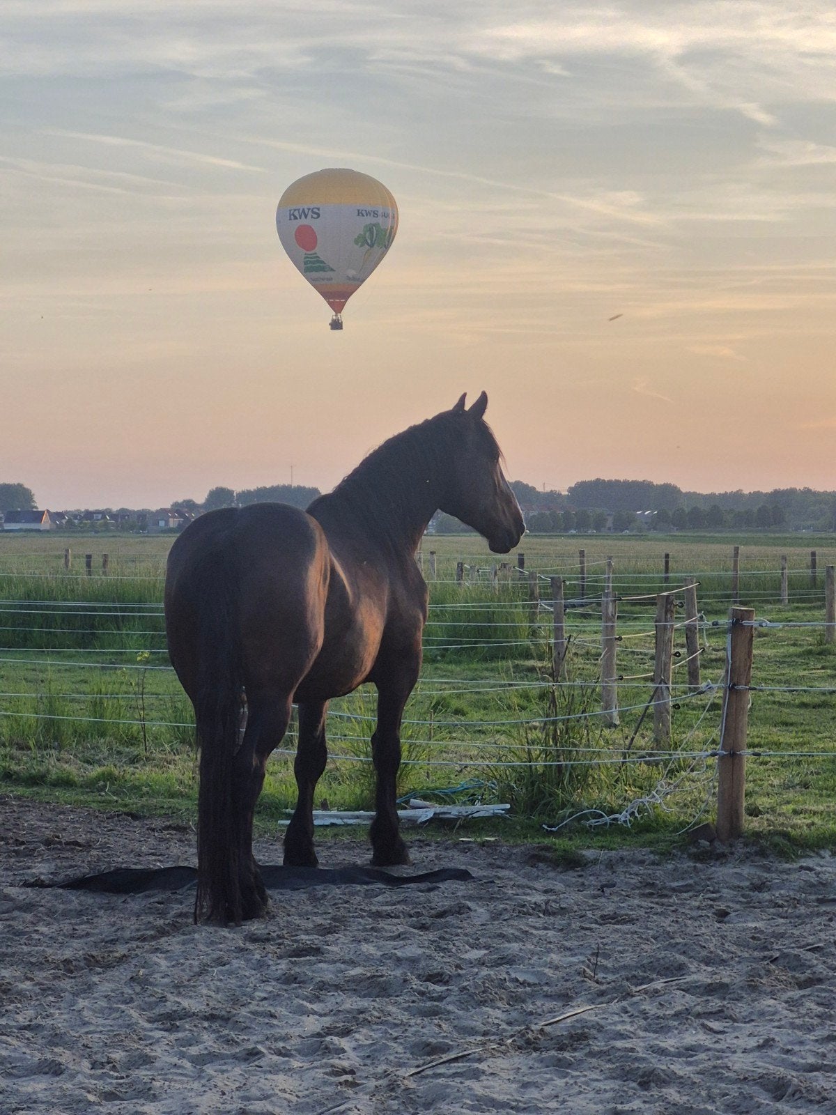 Imposante en grote barokke ruin, 4 jaar, Dieren en Toebehoren, Paarden, Ruin