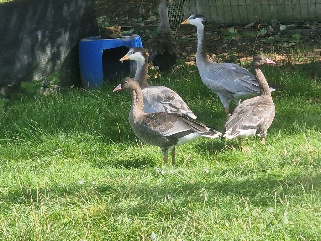 Streekop ganzen 2026, Dieren en Toebehoren, Gans of Zwaan