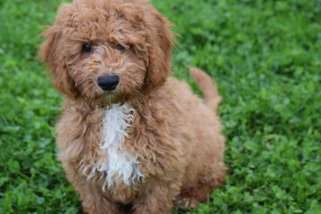 Maltipoo pups, 15 weken tot 1 jaar, Buitenland, CDV (hondenziekte), Meerdere