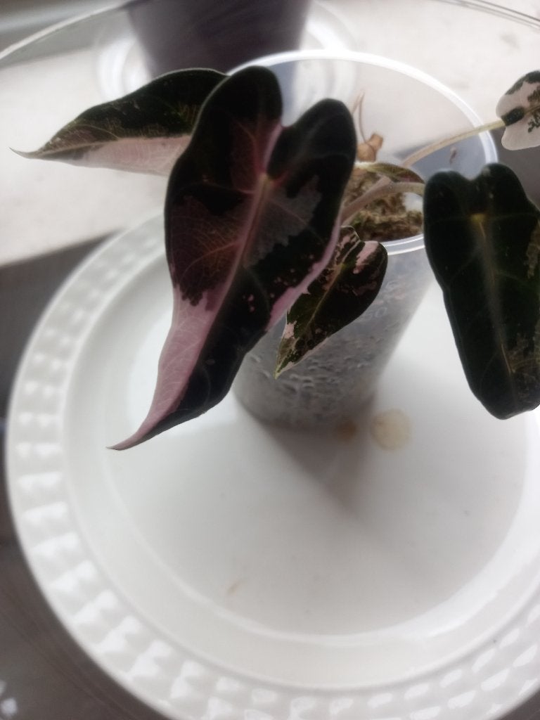 Alocasia polly pink variegata, Huis en Inrichting, Kamerplanten, Ophalen, Overige soorten, Halfschaduw, Minder dan 100 cm
