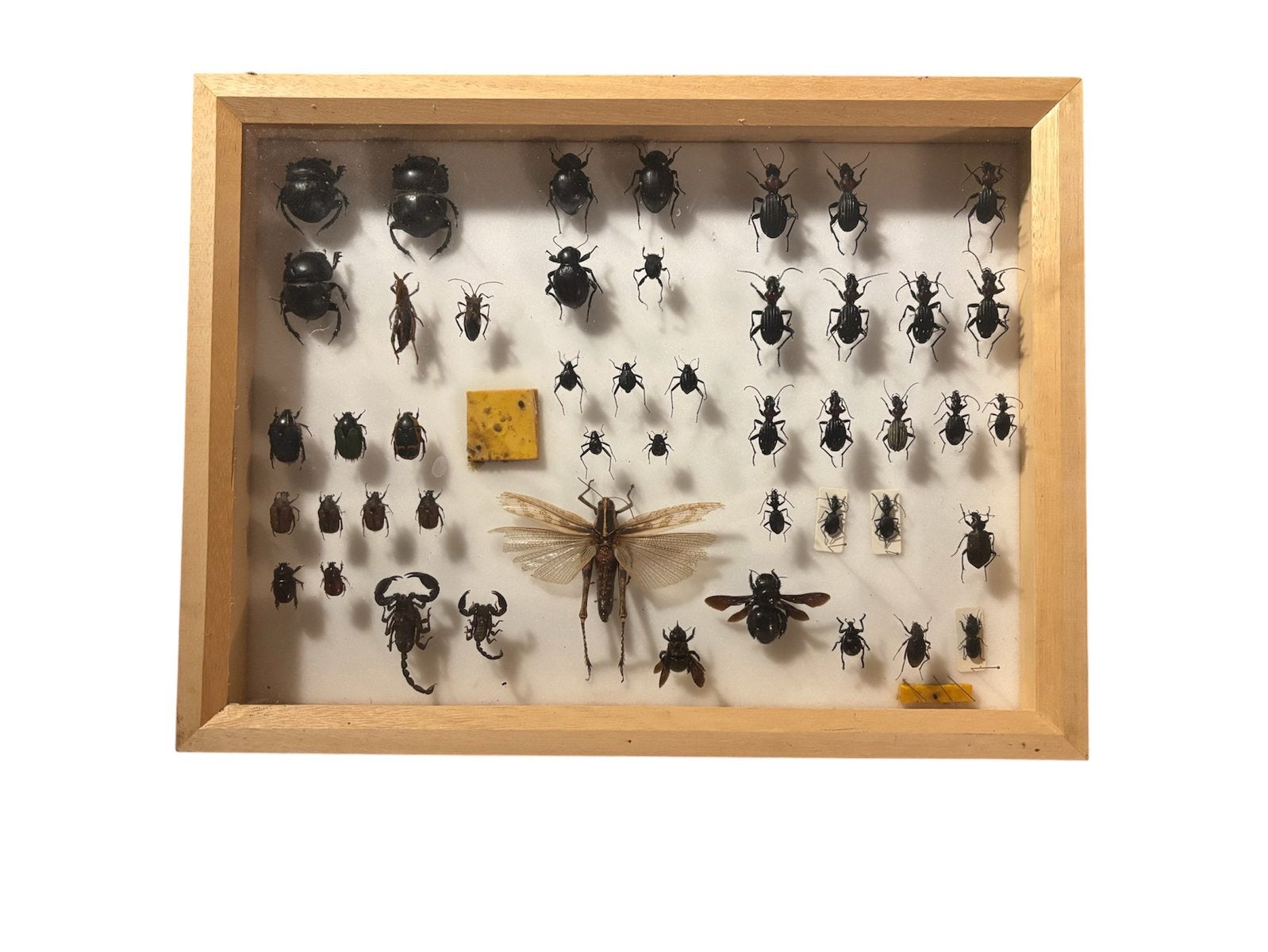 Entomologische vitrinekast met insectencollectie €30, Dieren en Toebehoren, Insecten en Spinnen