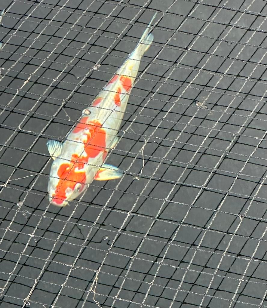 Japanse koi, Dieren en Toebehoren, Karper of Koi