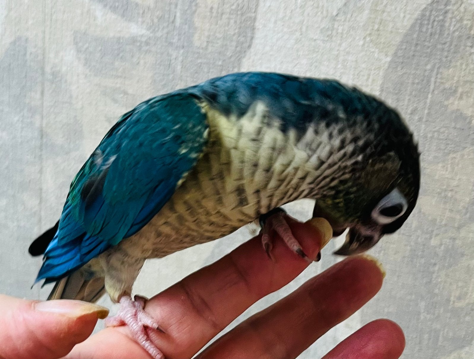 Conure pyrrhura turkoise violine EAM, Femelle