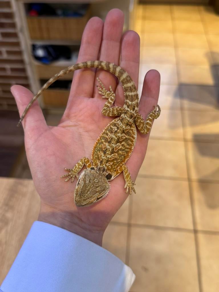 Baardagaam, Dieren en Toebehoren, Tam, 0 tot 2 jaar