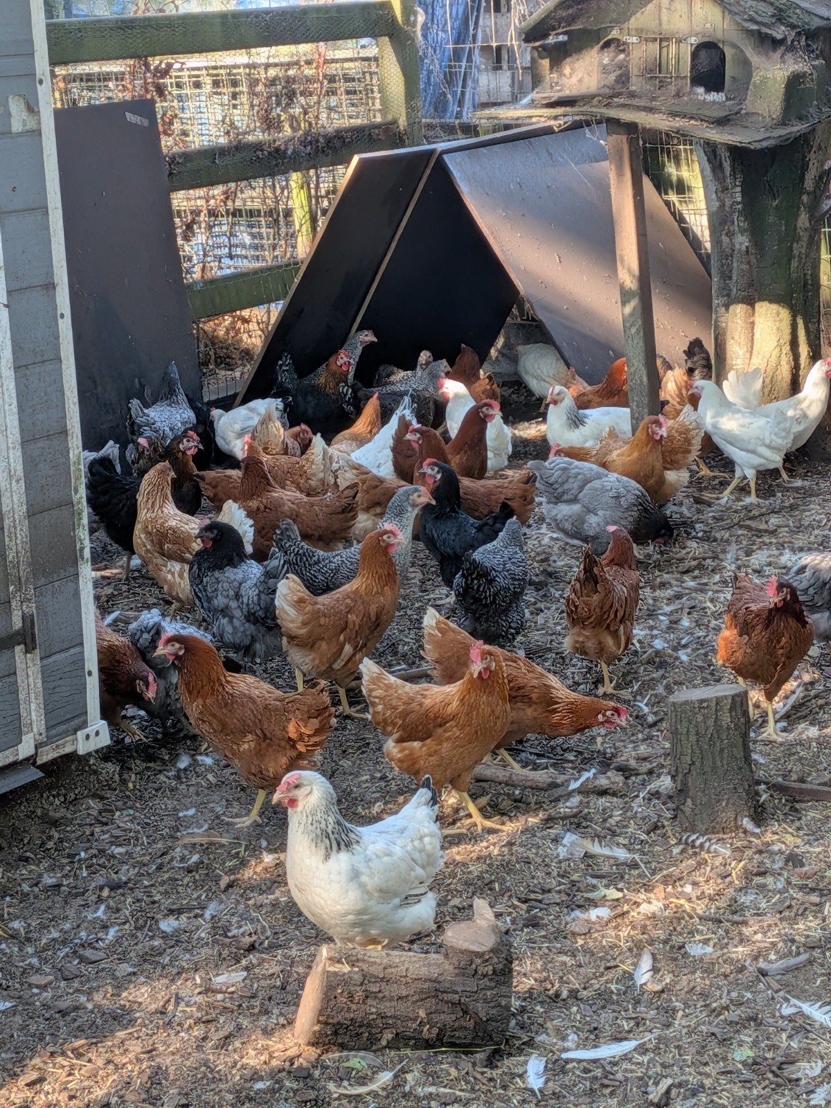 legkipjes, Dieren en Toebehoren, Pluimvee