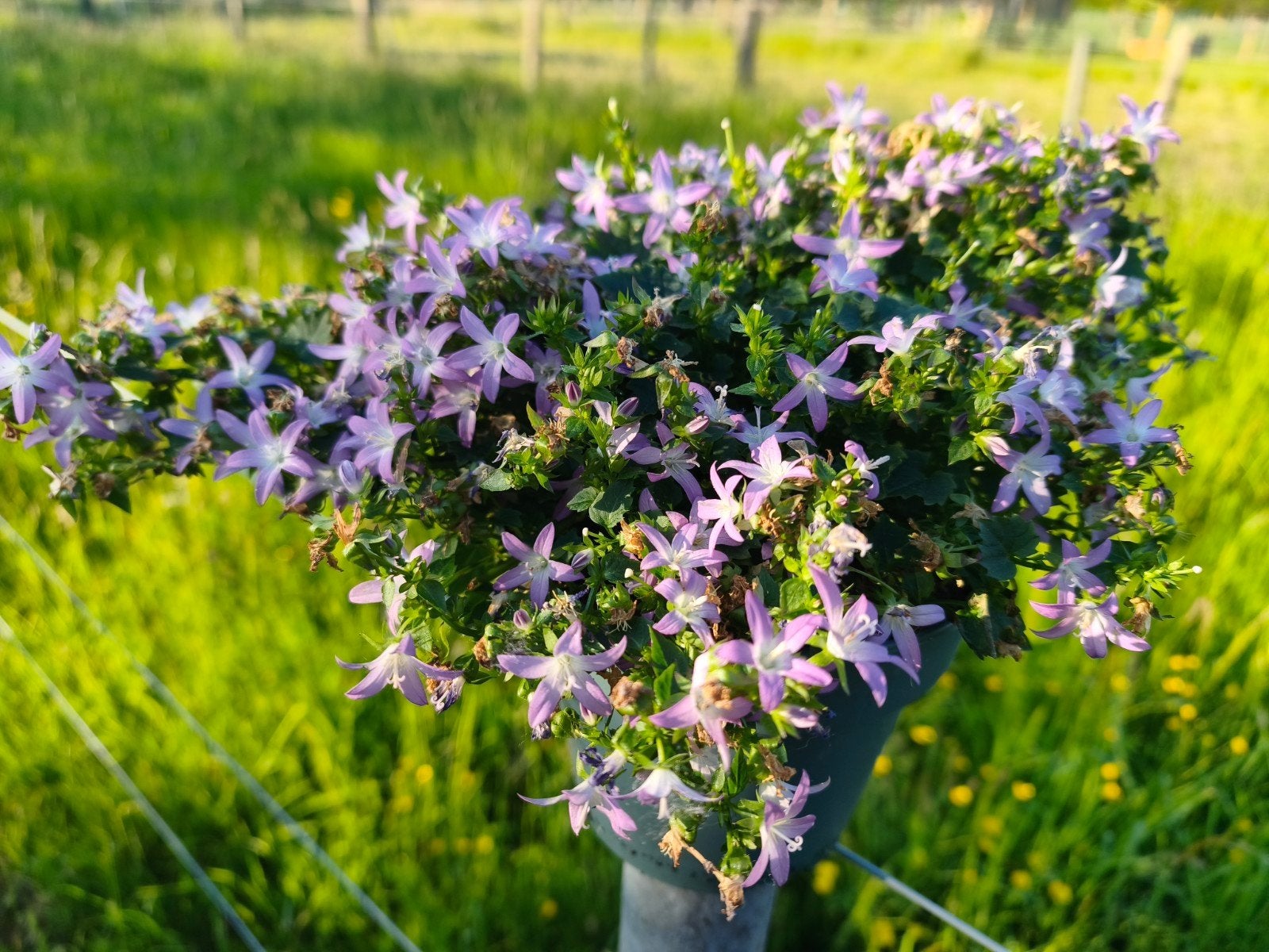 Adansa pink, grote pot, Ophalen