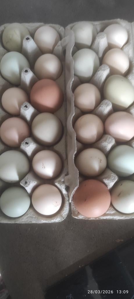 Des oeufs fécondés araucana et autre