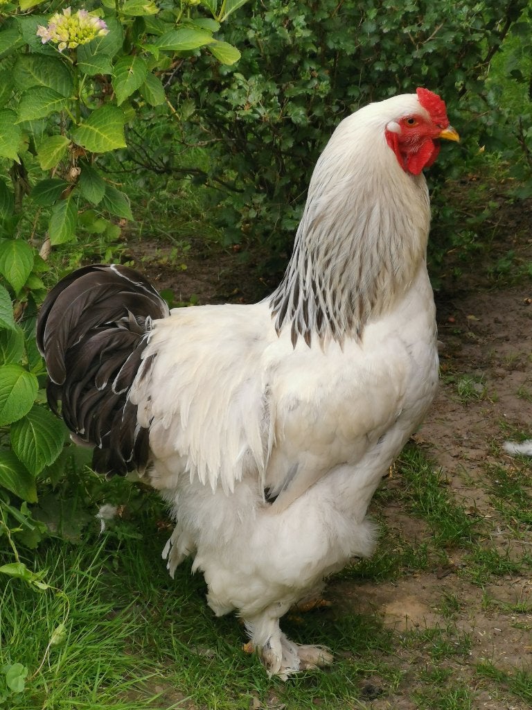 Prachtige brahma haan 1 jaar, Dieren en Toebehoren