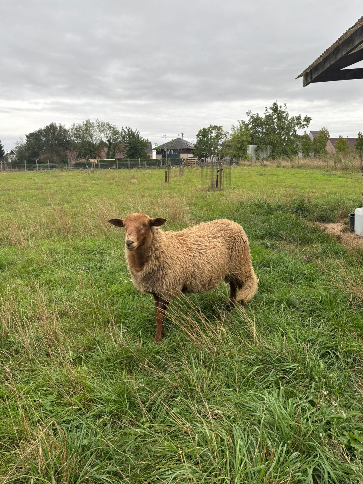 Ardense voskop ram, Dieren en Toebehoren, Mannelijk, Schaap, 0 tot 2 jaar