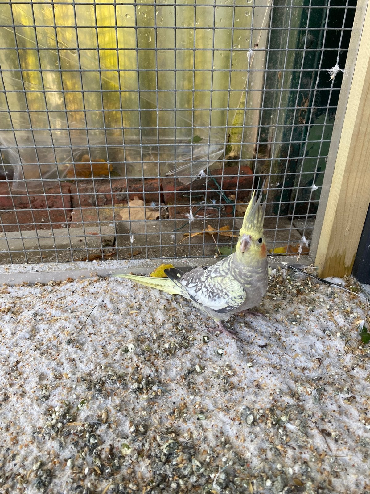Valkparkiet pop, Dieren en Toebehoren, Tam