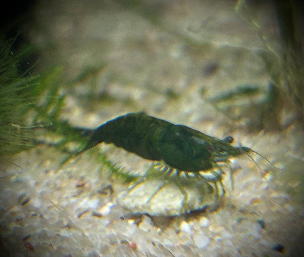 Neocaridina garnalen green jade, Homard, Crabe ou Crevette, Poisson d'eau douce, Banc de poissons