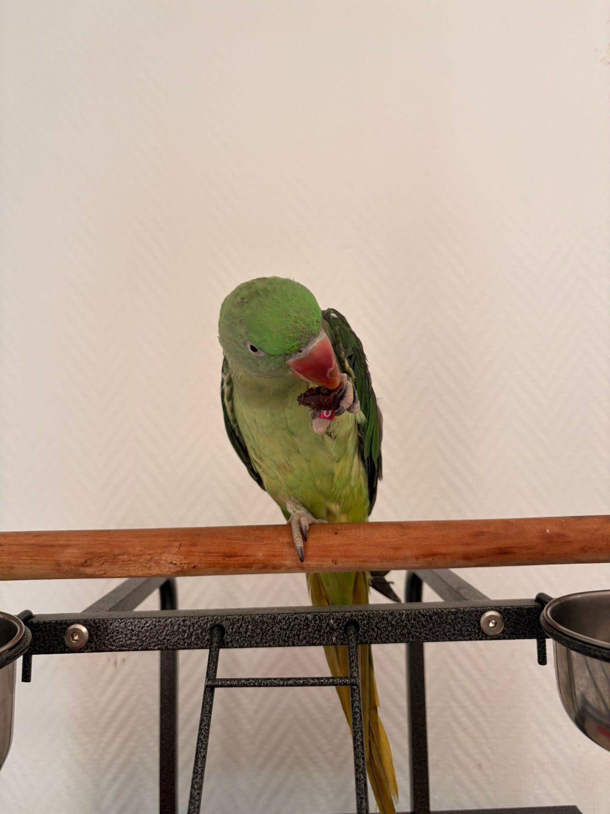 Grand Alexandre, Animaux & Accessoires, Oiseaux | Accessoires, Enlèvement, Neuf, Autres types